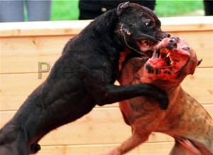 dog-fight.jpg